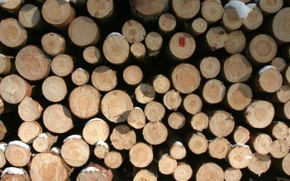 W latach 2014–2051 wielkość zasobów drzewnych w Lasach Państwowych wzrośnie o 20 proc.
