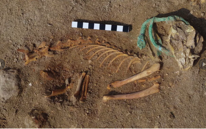 Najstarszy cmentarz zwierząt domowych odkryty w Egipcie