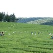 Plantacja herbaty w Kenii