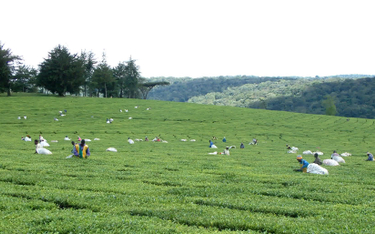 Plantacja herbaty w Kenii