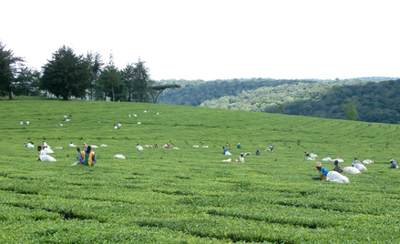 Plantacja herbaty w Kenii