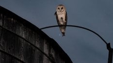 Amerykańska płomykówka siedzi na wieży ciśnień na Manhattanie w Nowym Jorku