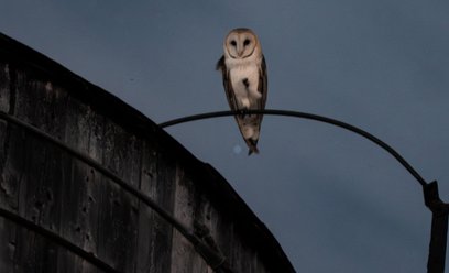 Amerykańska płomykówka siedzi na wieży ciśnień na Manhattanie w Nowym Jorku