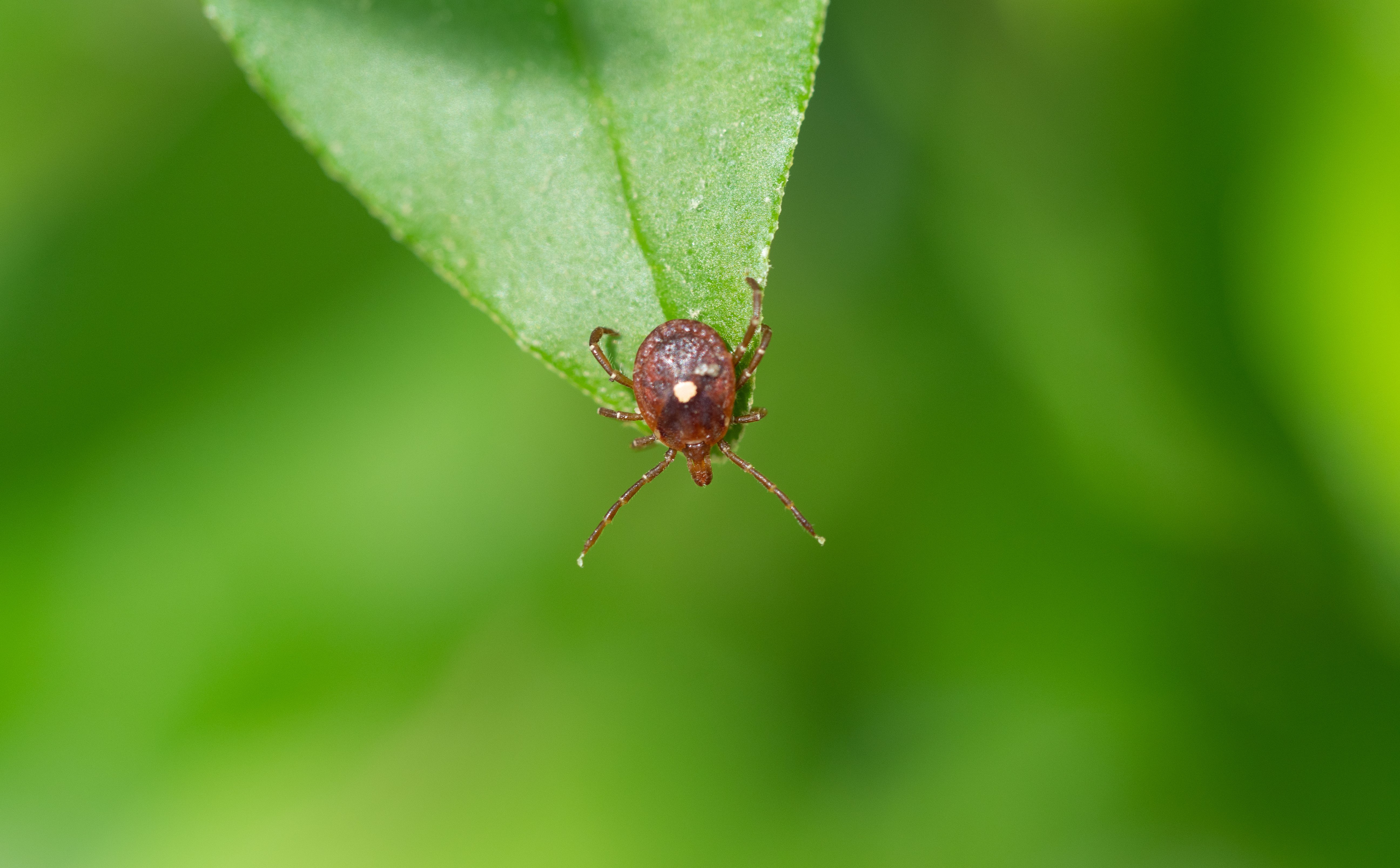 Nowy rodzaj kleszczy powoduje alergię na mięso. Eksperci: to efekt zmian klimatu