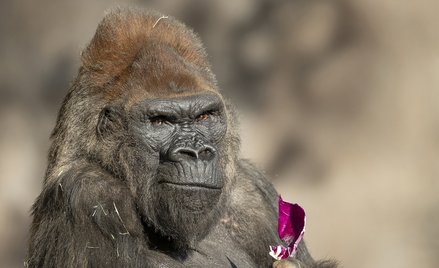 San Diego: Goryle wróciły do zdrowia po COVID-19