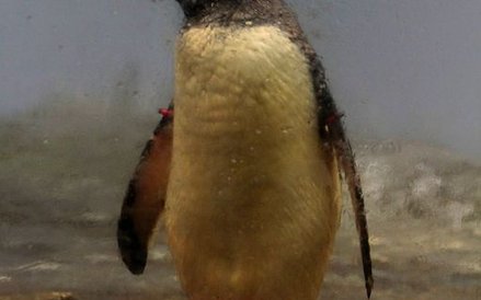 Pingwiny w oceanarium w Rotterdamie