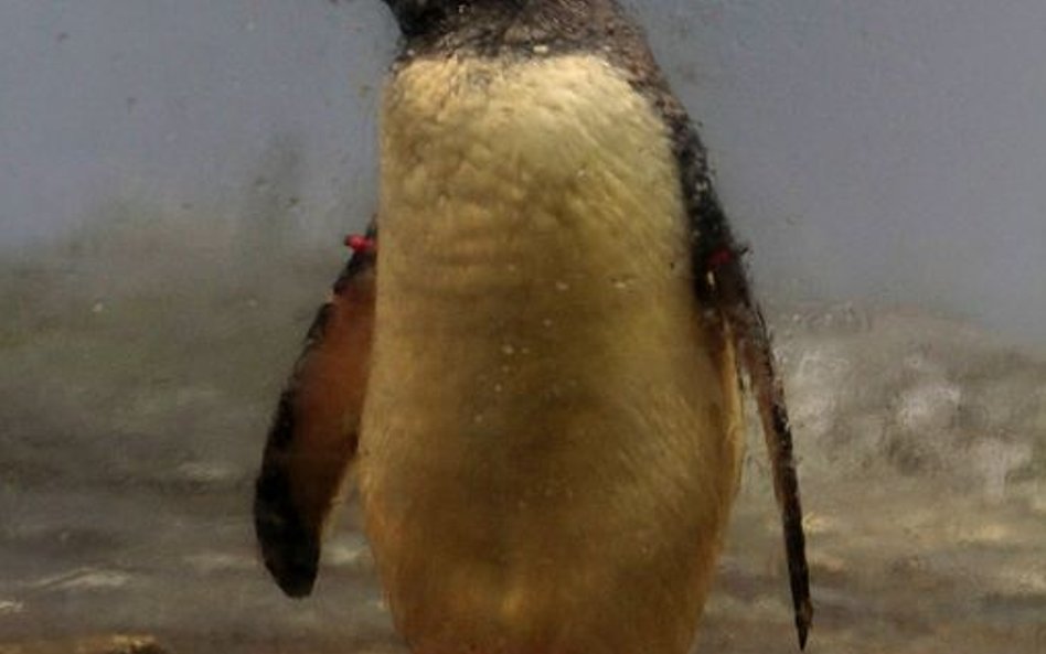 Pingwiny w oceanarium w Rotterdamie