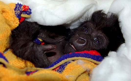 Ndakasi w wieku 2 miesięcy, w dniu jej odnalezienia przez strażników, 10.06.2007