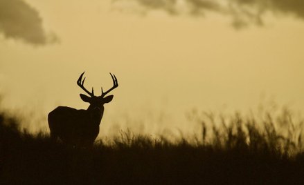 USA: Zastrzelił przyjaciela. Myślał, że to jeleń
