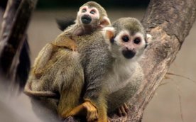 Sajmiri wiewiórcze to głośne i towarzyskie małpki, żyjące w dużych stadach.