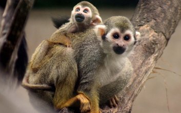 Sajmiri wiewiórcze to głośne i towarzyskie małpki, żyjące w dużych stadach.