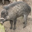 Naukowcy: Świnie potrafią używać narzędzi