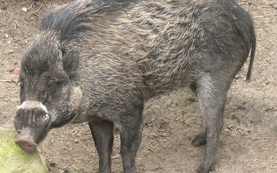 Naukowcy: Świnie potrafią używać narzędzi