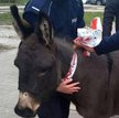 Dwa osły uciekły z bożonarodzeniowej szopki w Lublinie. Jednego złapali przechodnie, a drugiego poli