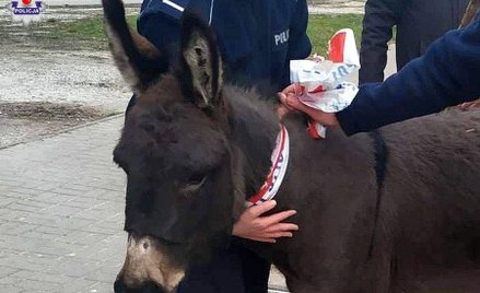 Dwa osły uciekły z bożonarodzeniowej szopki w Lublinie. Jednego złapali przechodnie, a drugiego poli