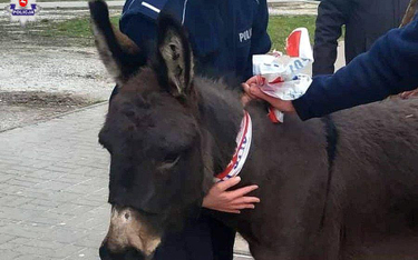 Dwa osły uciekły z bożonarodzeniowej szopki w Lublinie. Jednego złapali przechodnie, a drugiego poli