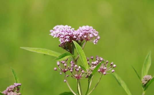 Asclepias syriaca
