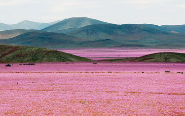 Zakwitła pustynia Atakama