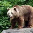 Niedźwiedź brunatny