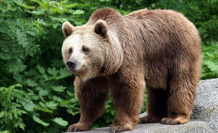 Niedźwiedź brunatny
