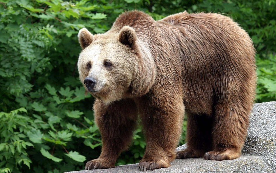 Niedźwiedź brunatny