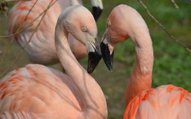 Każdego dnia na pierwsze dwadzieścia pięć osób czekają podwójne zestawy gadżetów z wizerunkami podop