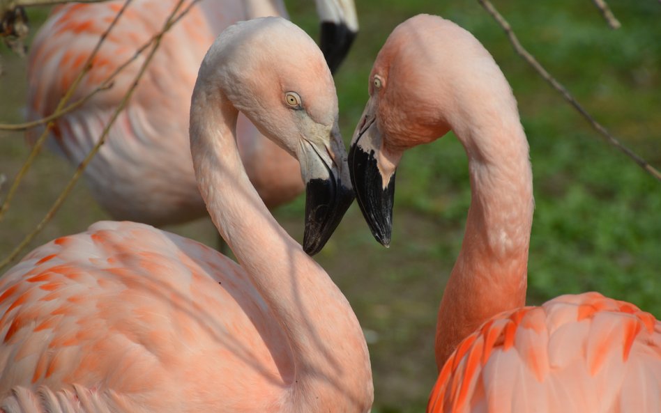Każdego dnia na pierwsze dwadzieścia pięć osób czekają podwójne zestawy gadżetów z wizerunkami podop