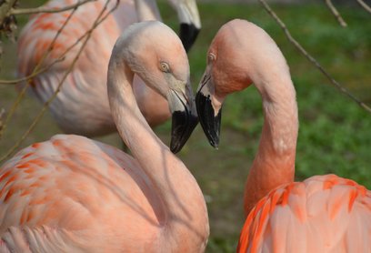 Każdego dnia na pierwsze dwadzieścia pięć osób czekają podwójne zestawy gadżetów z wizerunkami podop