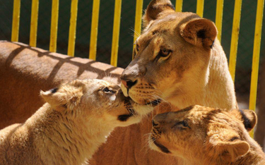 Matczyna miłość lwicy gwałtownie się kończy, gdy do głosu dochodzą sprawy damsko-męskie