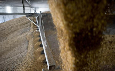 Producenci zbóż szacują, że tylko w tym roku nadwyżka zbóż może wynieść 8–10 mln ton.