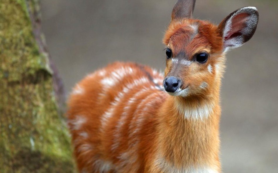 Antylopy sitatunga z zoo w Kolonii