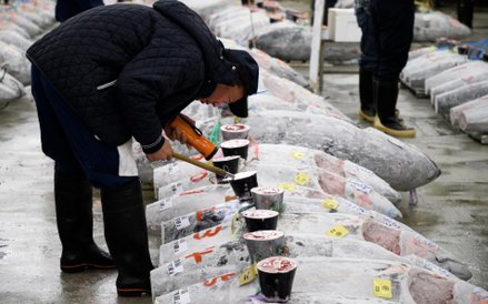 Pierwsza aukcja tuńczyna w 2018 roku na rynku Tsukiji