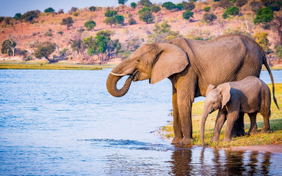 Tajemnicza śmierć 12 słoni w Botswanie. Nie przez kłusowników