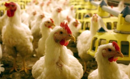 25 lat i wystarczy. Indykpol ma dość giełdy