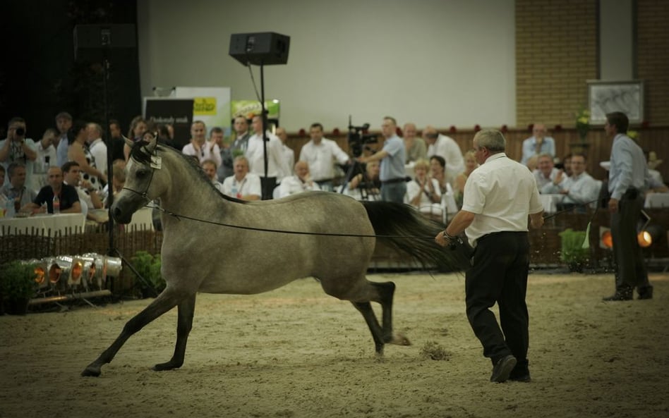 Stadnina sprzedaje konie po sławnej klaczy