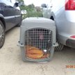 Właściciele tego wyżła zamknęli go w klatce w nagrzanym samochodzie