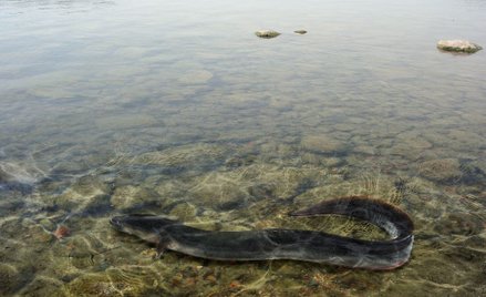 Zmiany klimatu sprawią, że węgorze znikną?