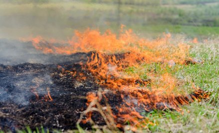 ARiMR nie ściga podpalaczy traw