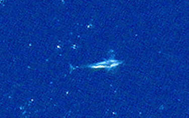 Wieloryby widziane z kosmosu