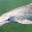 Delfin foce przyjacielem