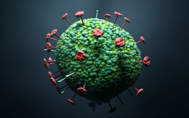 Wirus Nipah: bardziej śmiertelny od koronawirusa