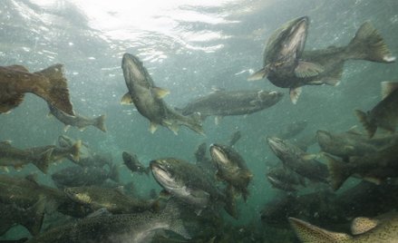 Dzięki wynalazkowi amerykańskiej firmy ławica łososi może pokonać tamę nawet w kilka godzin