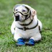 Bohaterska labradorka przechodzi na emeryturę