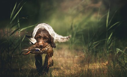Władze Finlandii ostrzegają właścicieli psów przed kontaktem ich zwierząt z martwymi ptakami