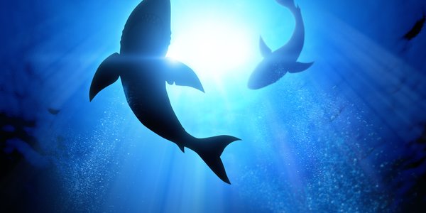 Aquapark Reda Details How Chemical Incident Led to Shark Deaths