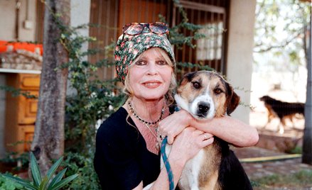 Brigitte Bardot w latach 70. zrezygnowała z aktorstwa i poświęciła się opiece nad porzuconymi zwierz