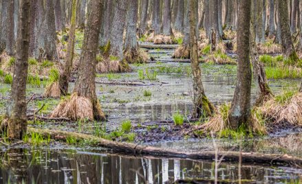 W ciągu ostatnich 300 lat zniknęła połowa terenów podmokłych w Europie