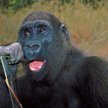 Tę niezwykłą umiejetność goryli naukowcy podpatrzyli w północnym Kongu. Najpierw długim patykiem zwi