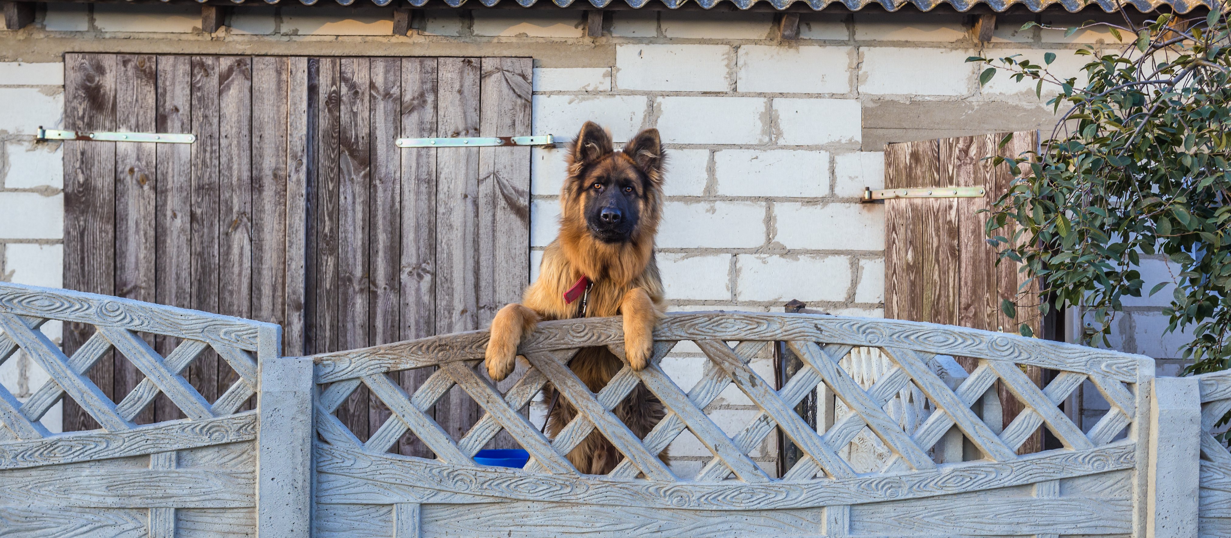 Czipowanie psów ma być obowiązkowe. Rząd przyjął projekt ustawy