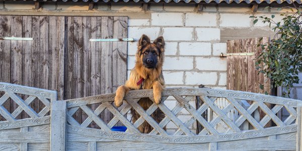 Czipowanie psów ma być obowiązkowe. Rząd przyjął projekt ustawy